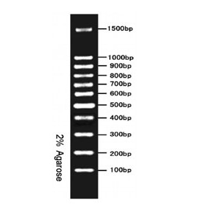 100 bp DNA Ladder #GF3001