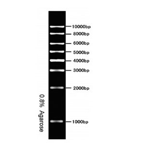 1 Kb DNA ladder #GF3003
