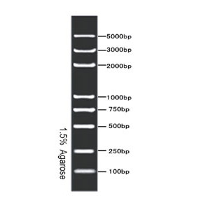 5 Kb DNA Ladder #GF3005